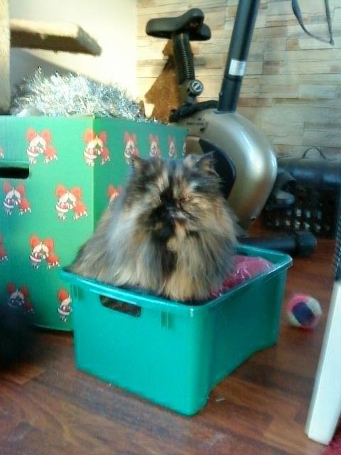 Mine perserkatte billede 16