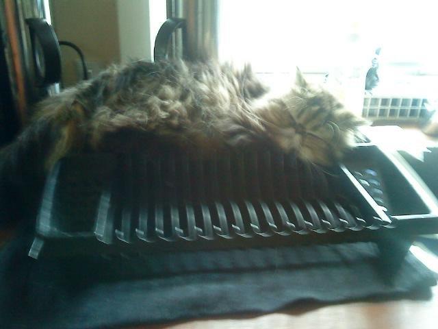 Mine perserkatte billede 17