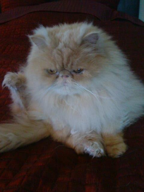 Mine perserkatte billede 1