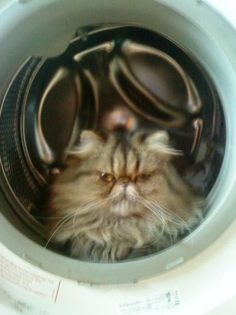 Mine perserkatte billede 18