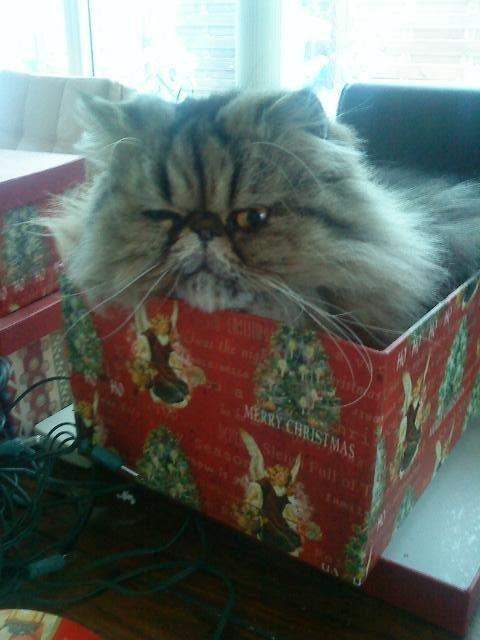 Mine perserkatte billede 3