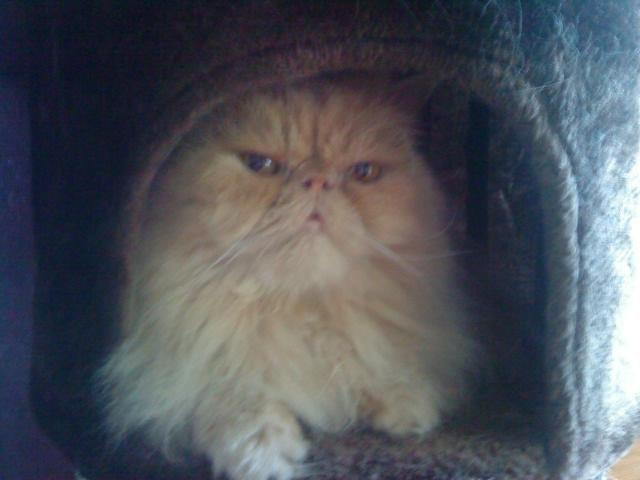 Mine perserkatte billede 19