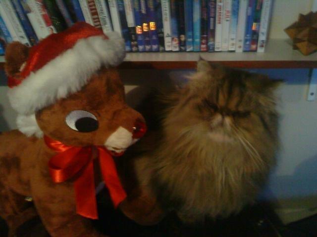 Mine perserkatte billede 20