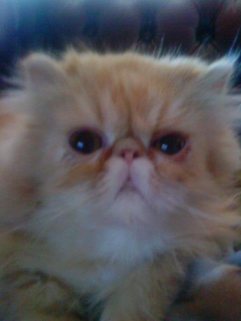Mine perserkatte billede 4