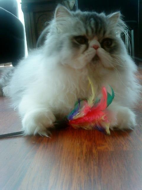 Mine perserkatte billede 21