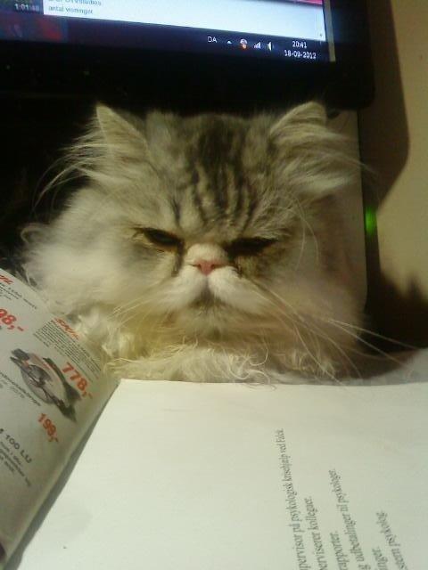 Mine perserkatte billede 2