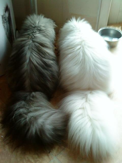 Mine perserkatte billede 22