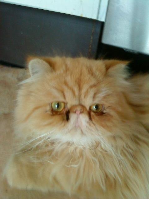 Mine perserkatte billede 8