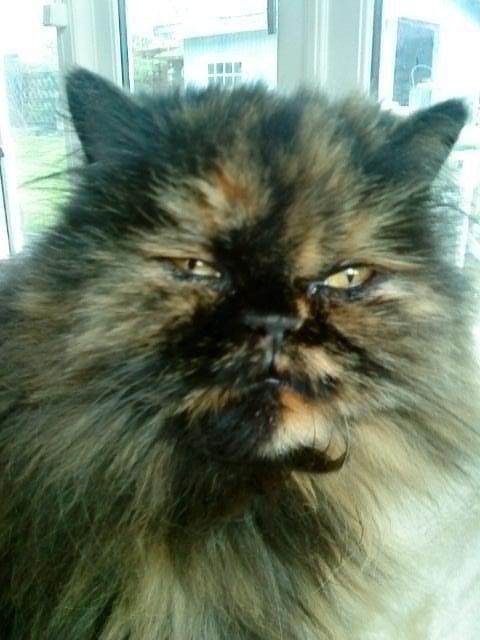 Mine perserkatte billede 7