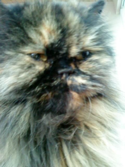 Mine perserkatte billede 23
