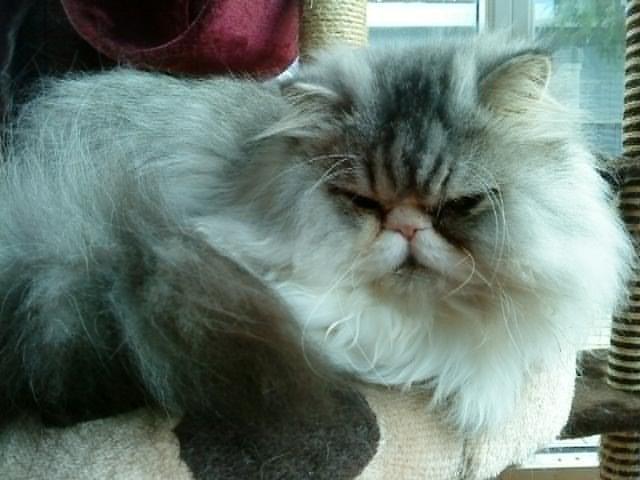 Mine perserkatte billede 24
