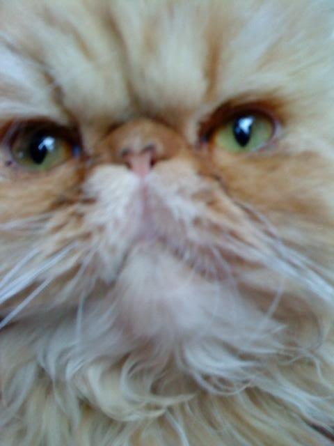 Mine perserkatte billede 26