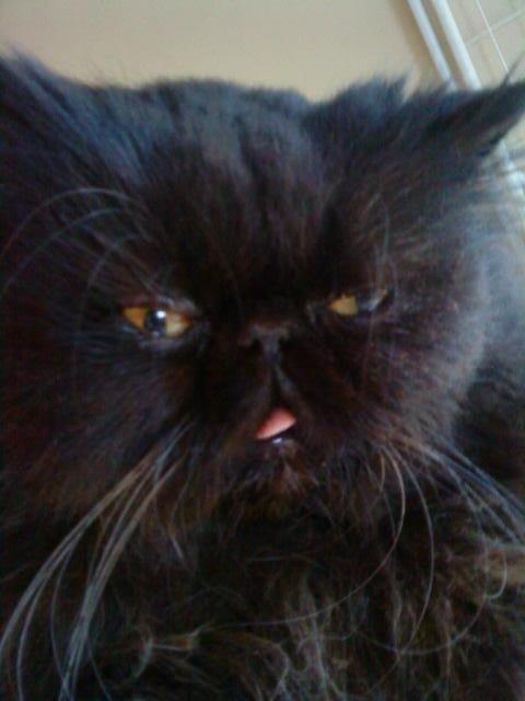 Mine perserkatte billede 6