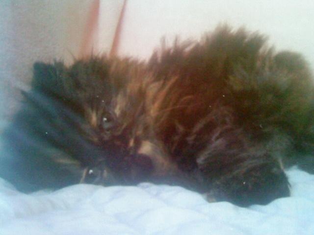 Mine perserkatte billede 28