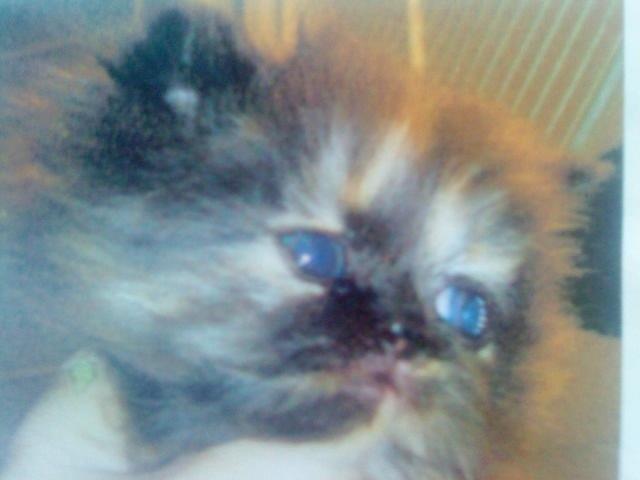 Mine perserkatte billede 29