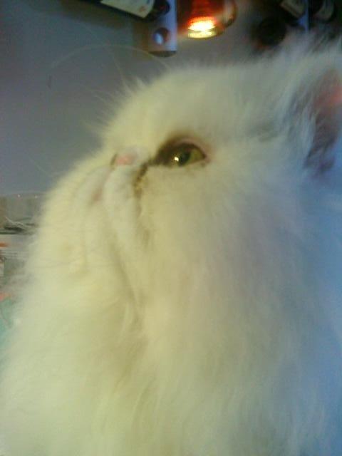 Mine perserkatte billede 5