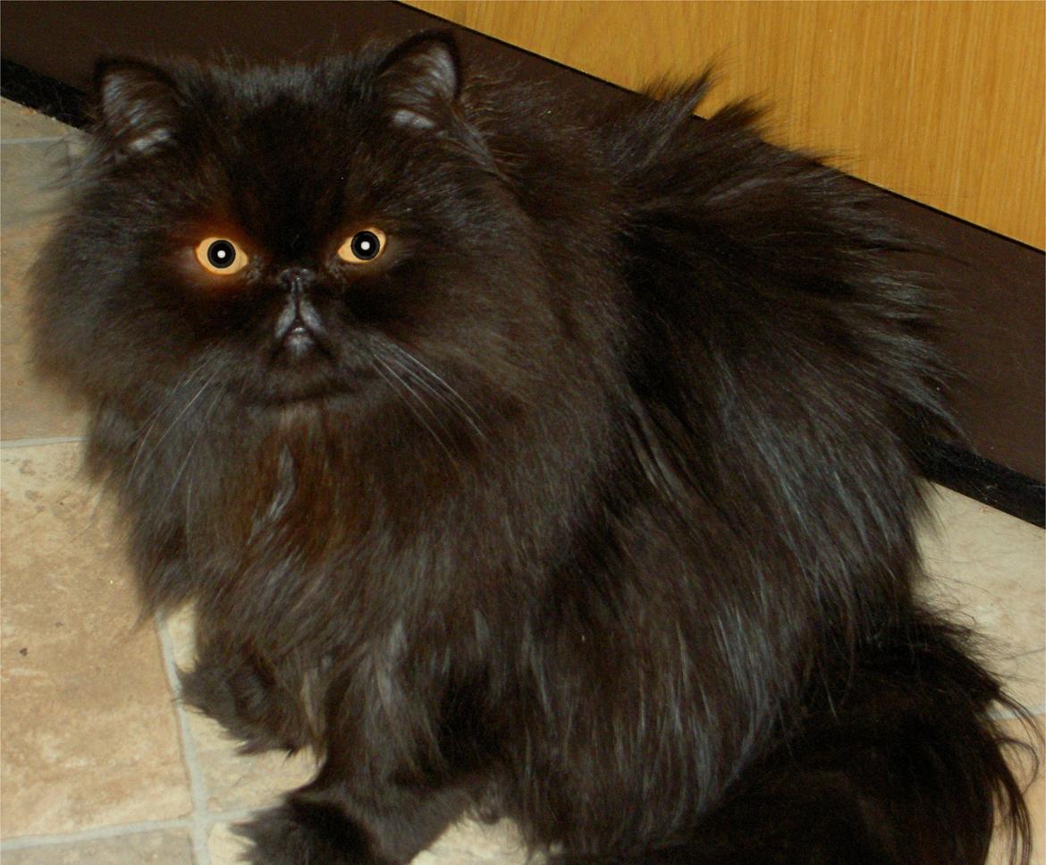 Mine perserkatte billede 31
