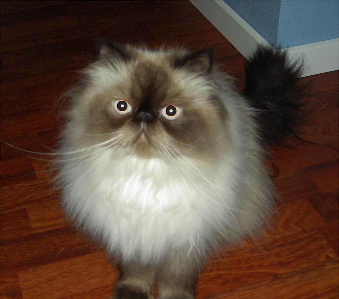 Mine perserkatte billede 32