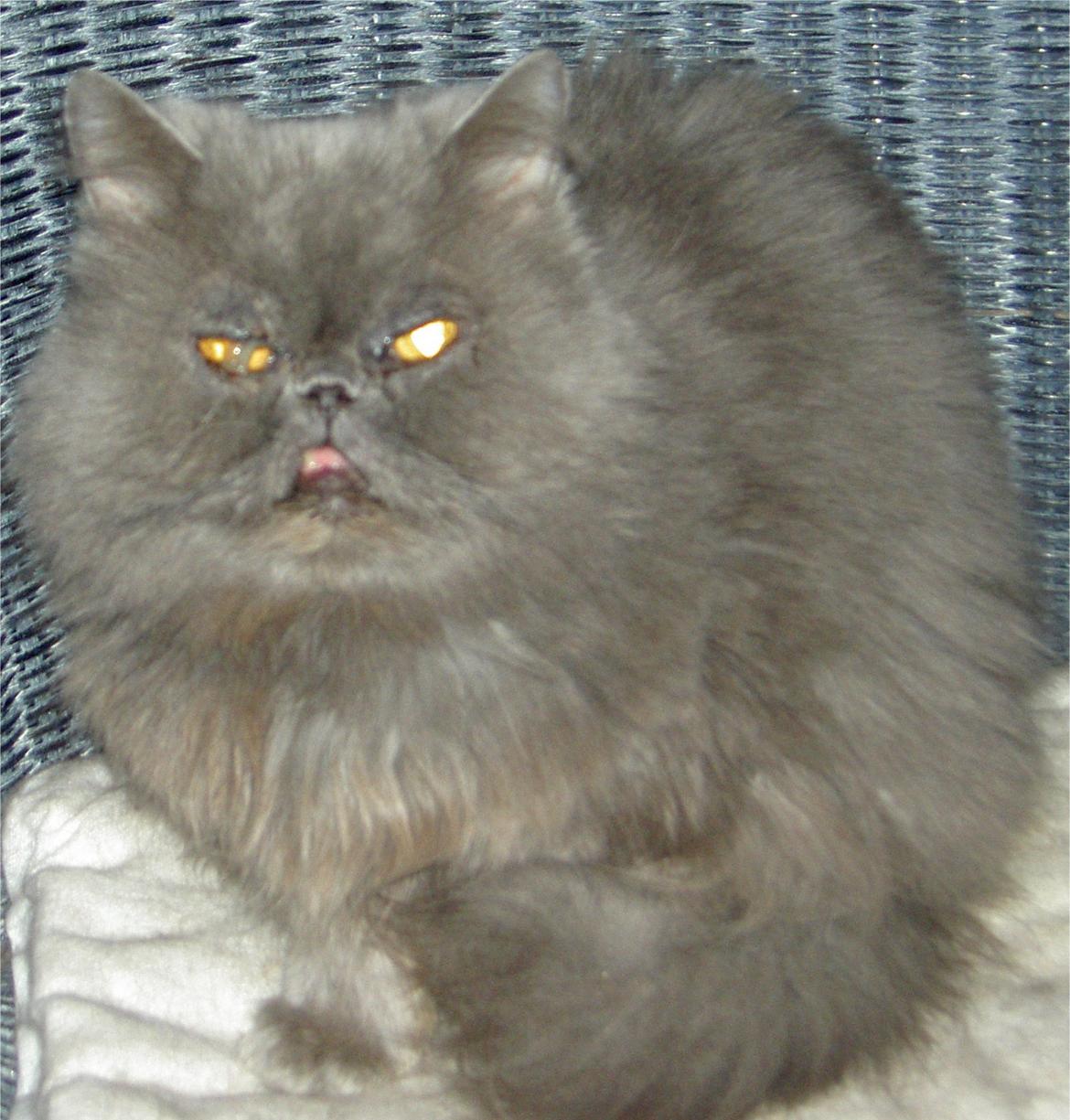 Mine perserkatte billede 33