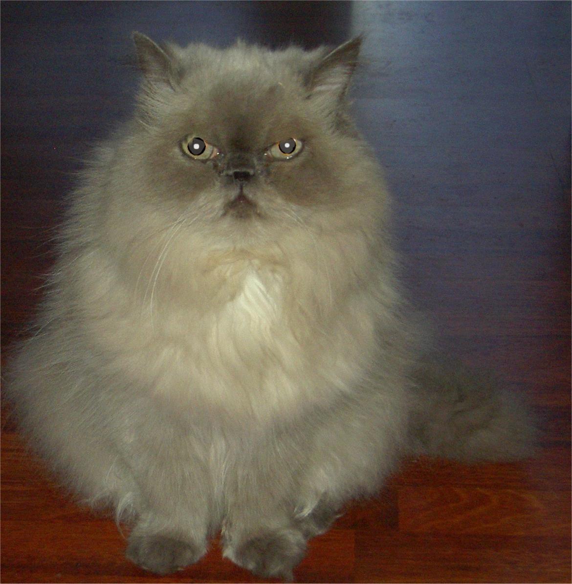 Mine perserkatte billede 34