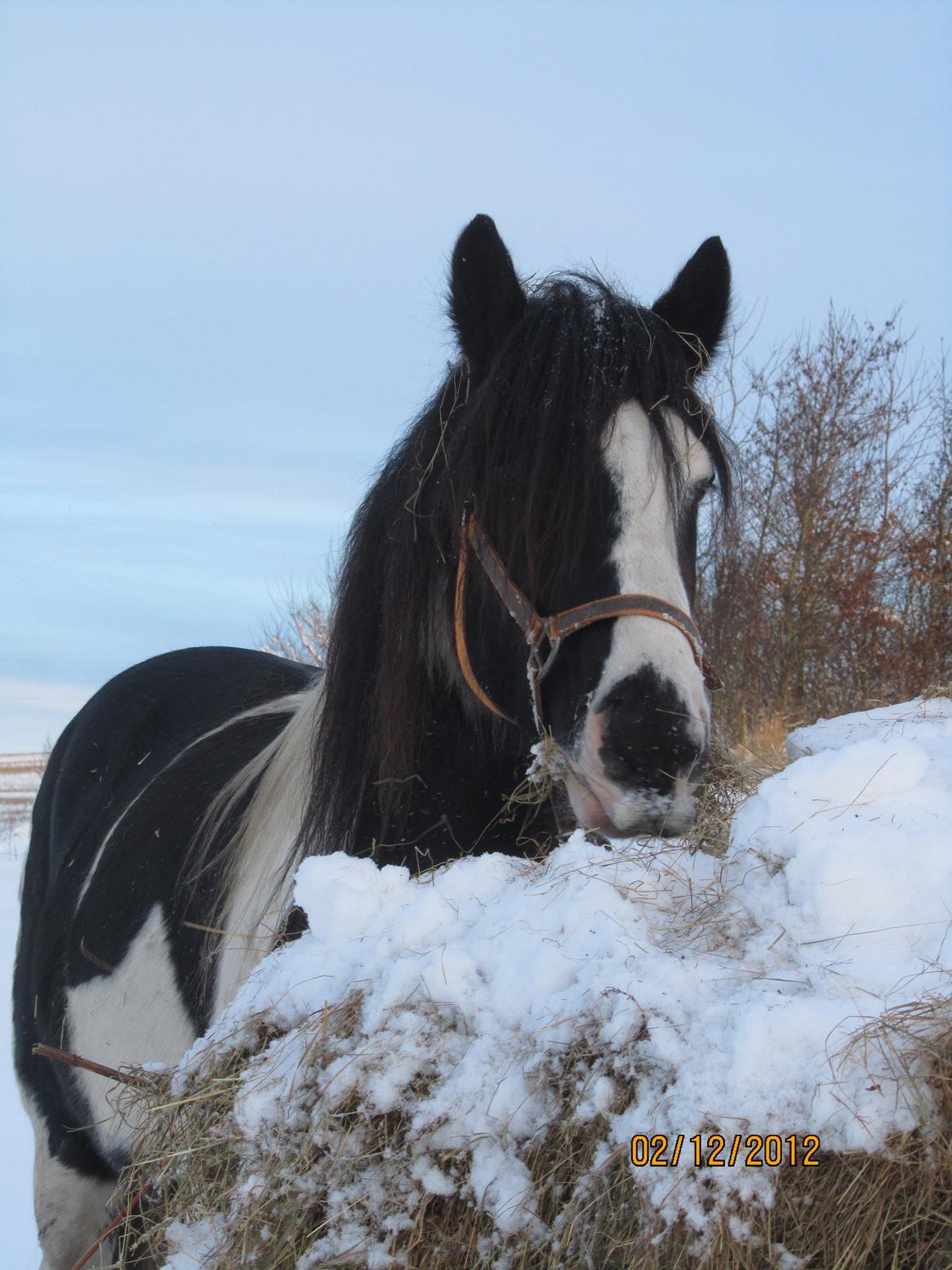 Mine smukke heste ude i sneen. 2 dec 2012 billede 1