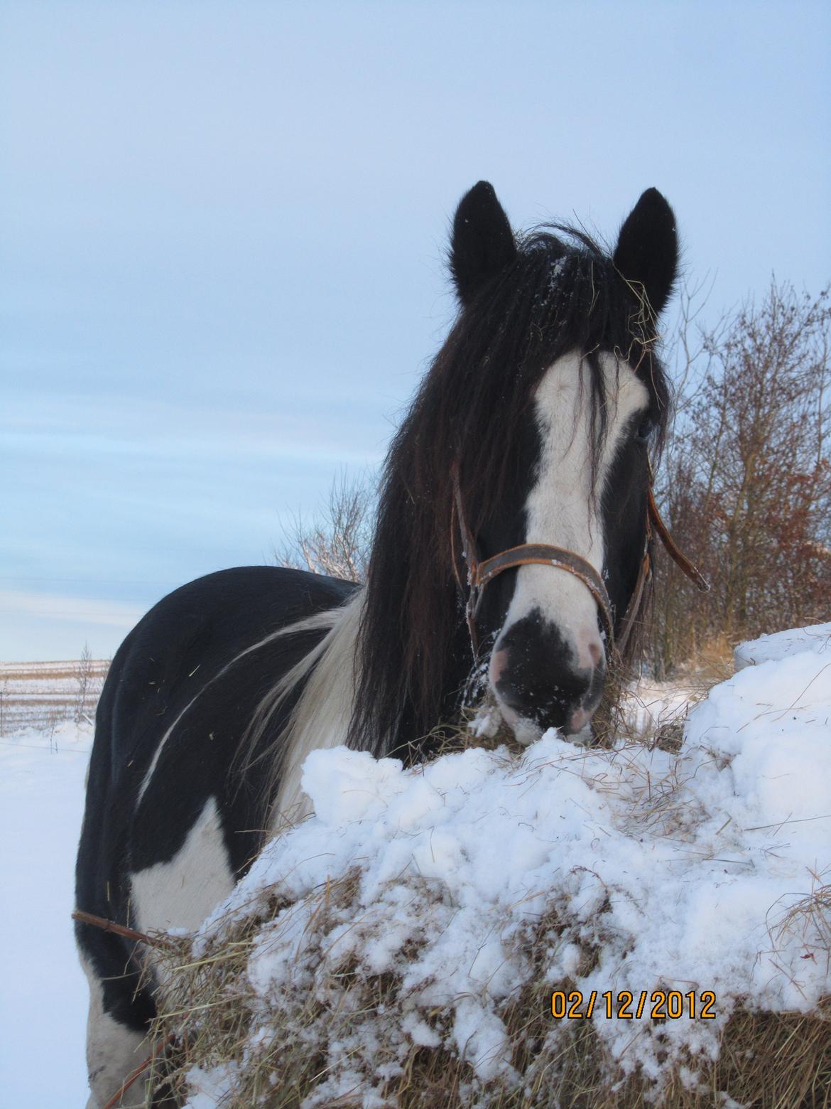 Mine smukke heste ude i sneen. 2 dec 2012 billede 2