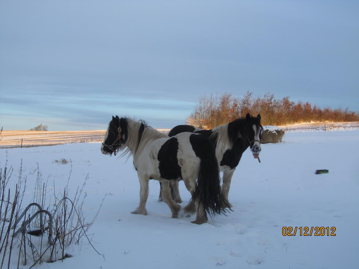 Mine smukke heste ude i sneen. 2 dec 2012 billede 3