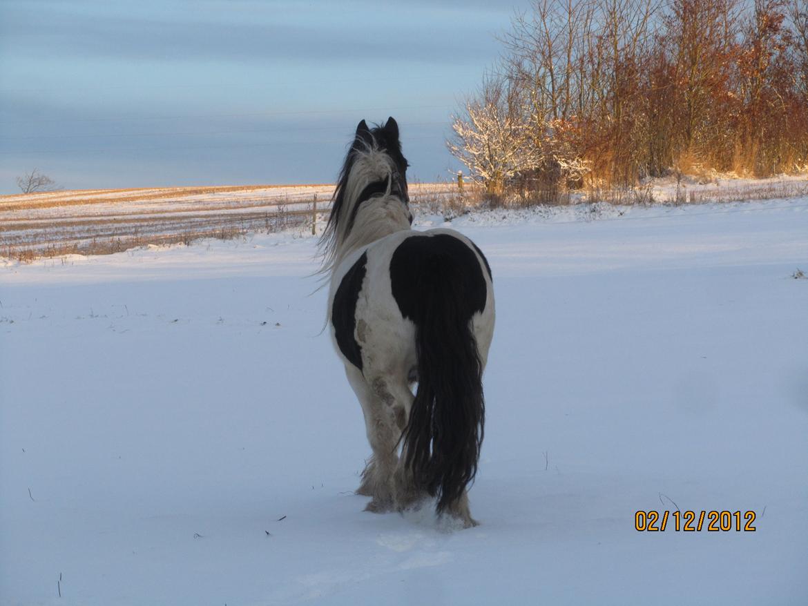 Mine smukke heste ude i sneen. 2 dec 2012 billede 4