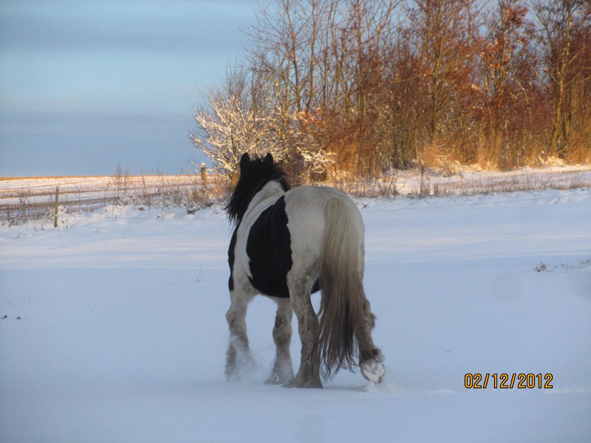 Mine smukke heste ude i sneen. 2 dec 2012 billede 5