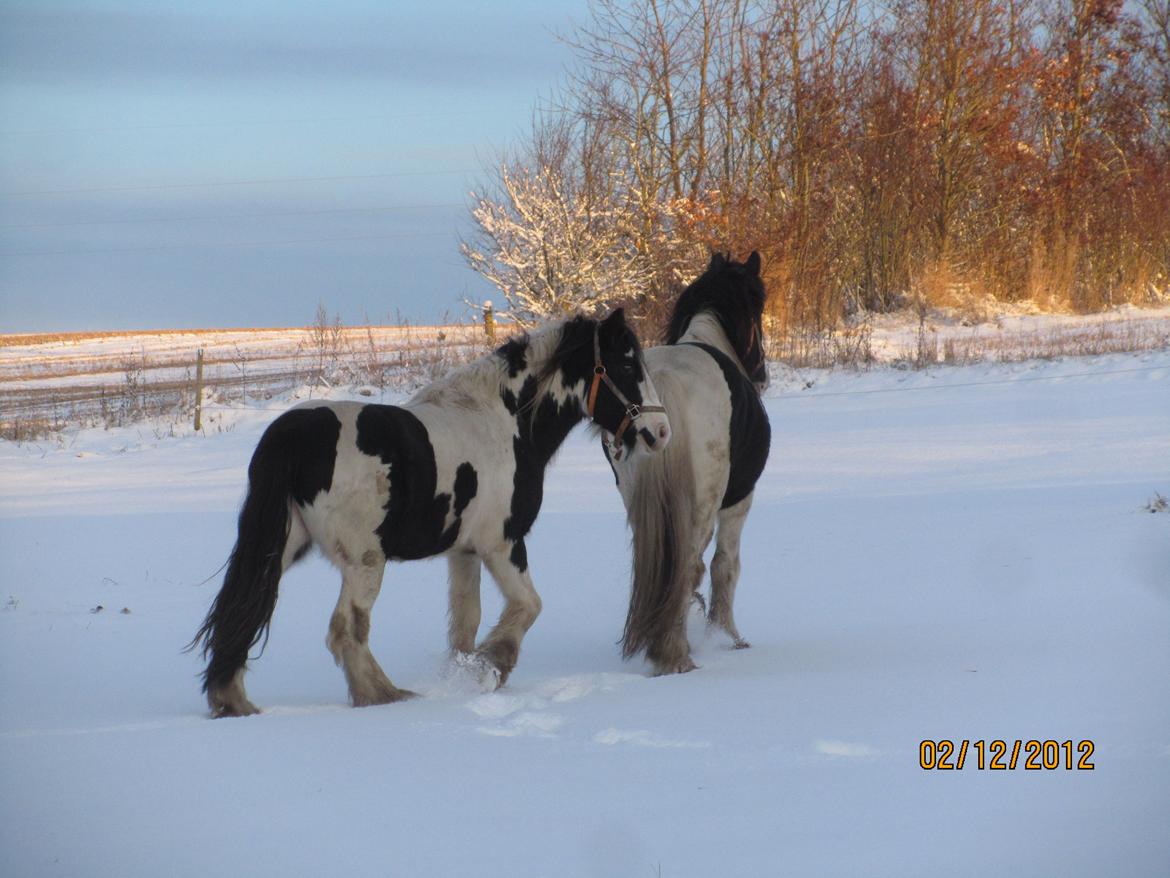 Mine smukke heste ude i sneen. 2 dec 2012 billede 6
