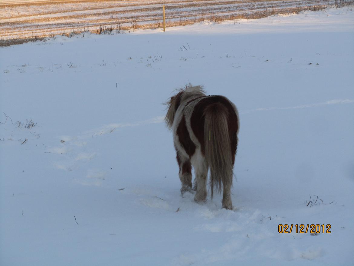 Mine smukke heste ude i sneen. 2 dec 2012 billede 7