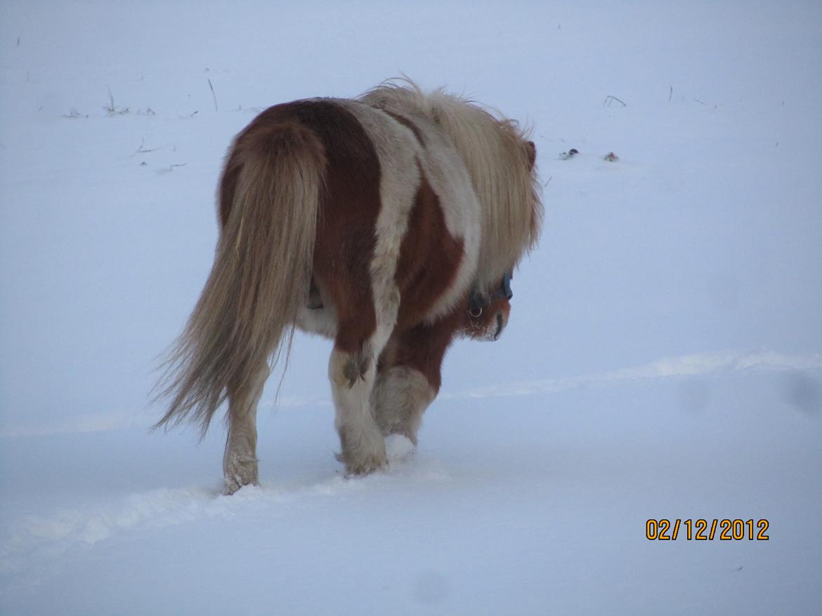 Mine smukke heste ude i sneen. 2 dec 2012 billede 8