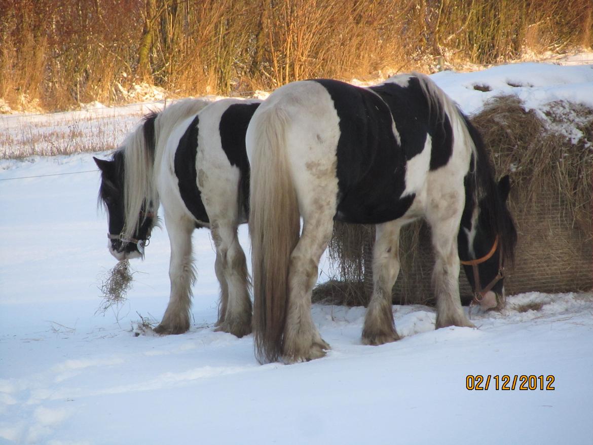Mine smukke heste ude i sneen. 2 dec 2012 billede 9