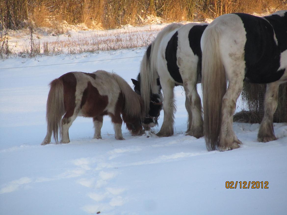 Mine smukke heste ude i sneen. 2 dec 2012 billede 10