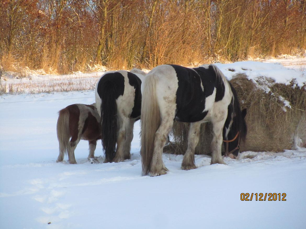 Mine smukke heste ude i sneen. 2 dec 2012 billede 11