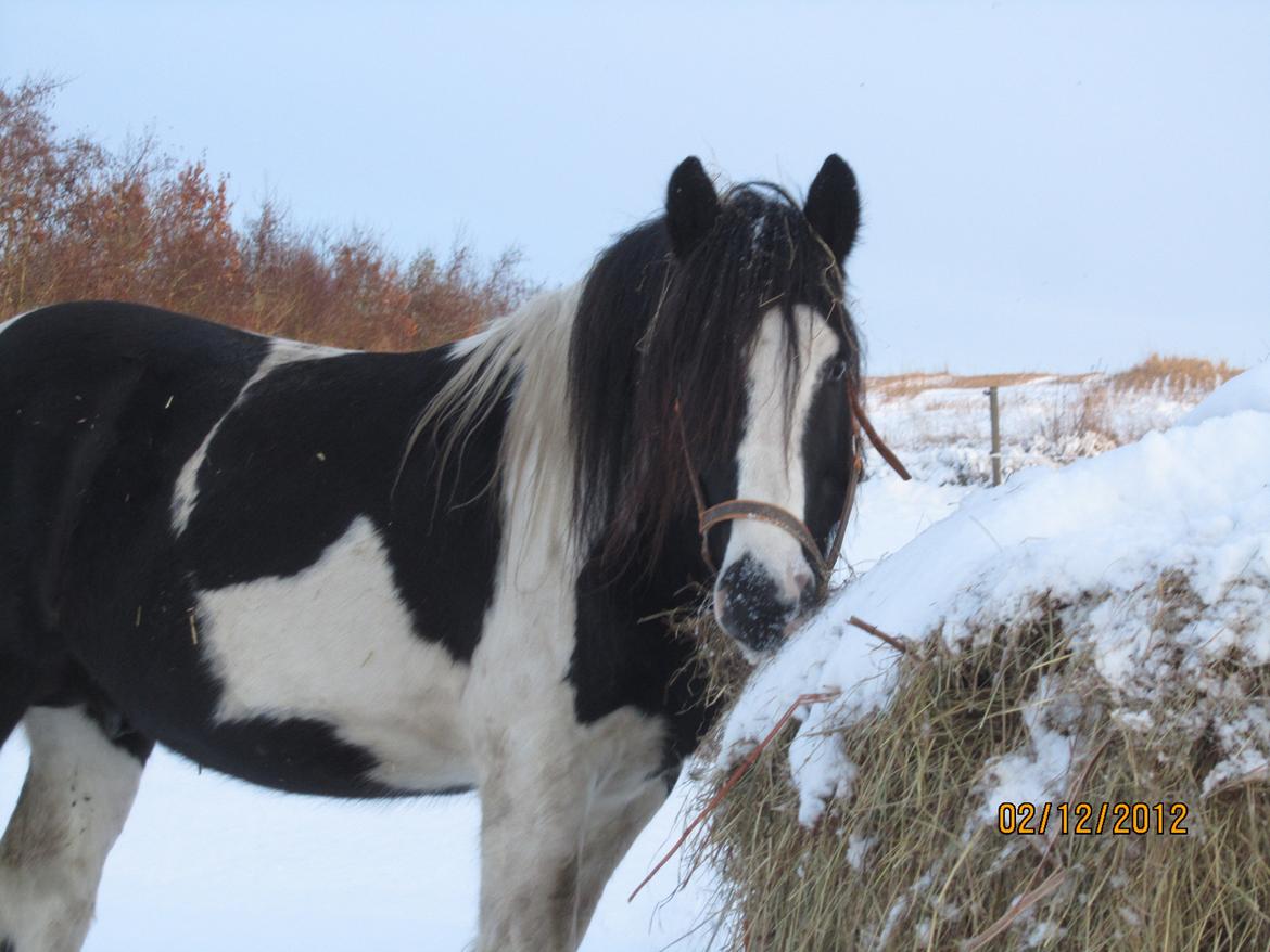Mine smukke heste ude i sneen. 2 dec 2012 billede 12