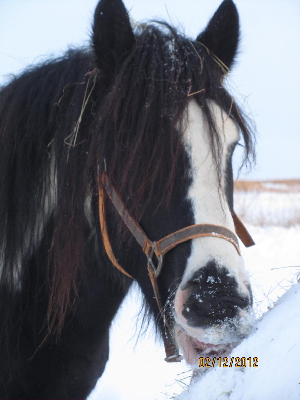 Mine smukke heste ude i sneen. 2 dec 2012 billede 13