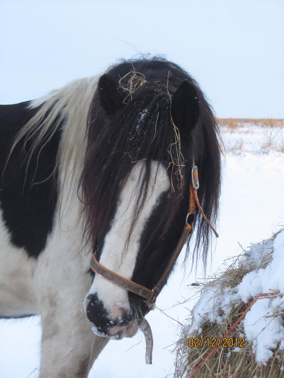 Mine smukke heste ude i sneen. 2 dec 2012 billede 14