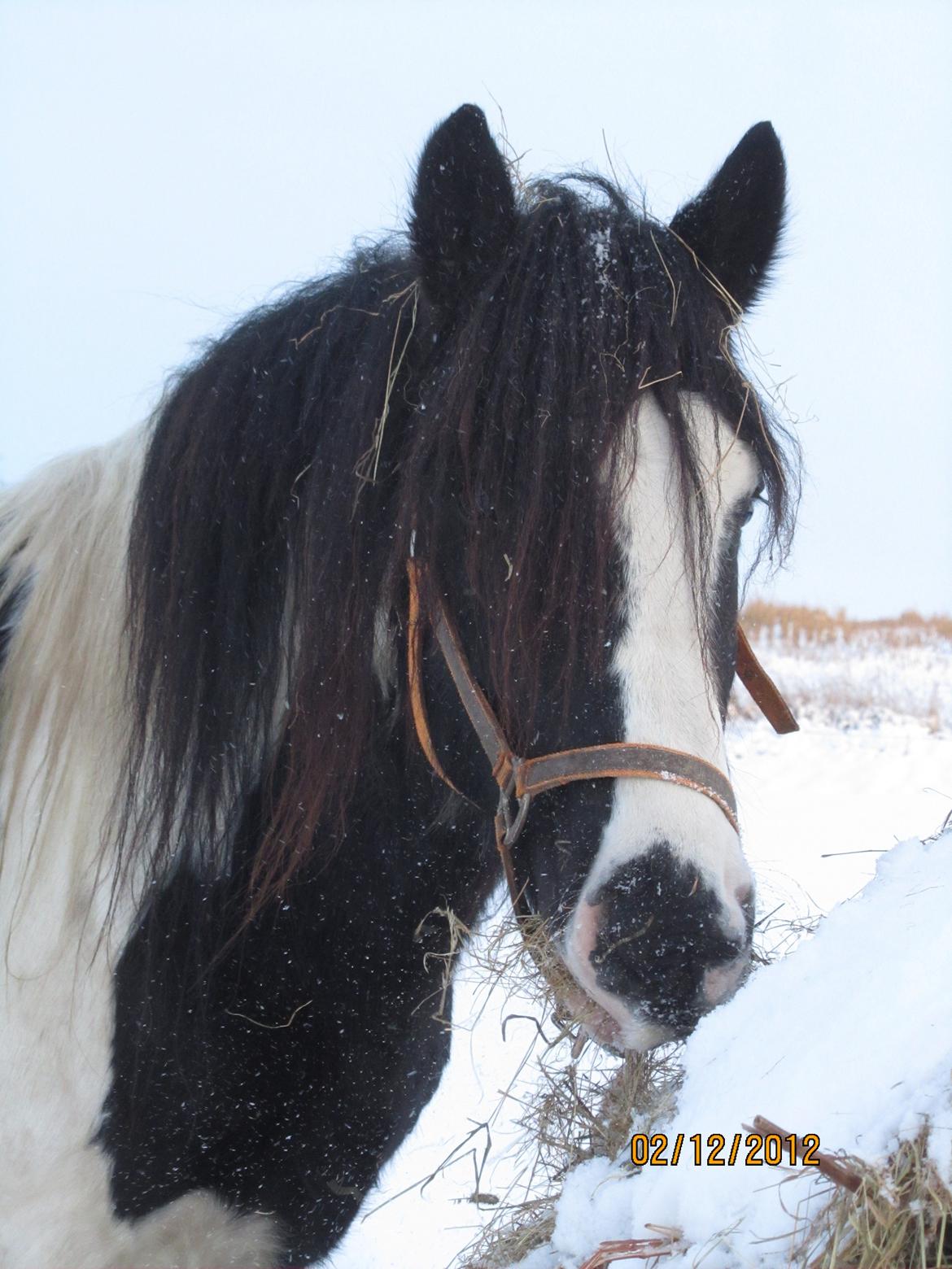 Mine smukke heste ude i sneen. 2 dec 2012 billede 15