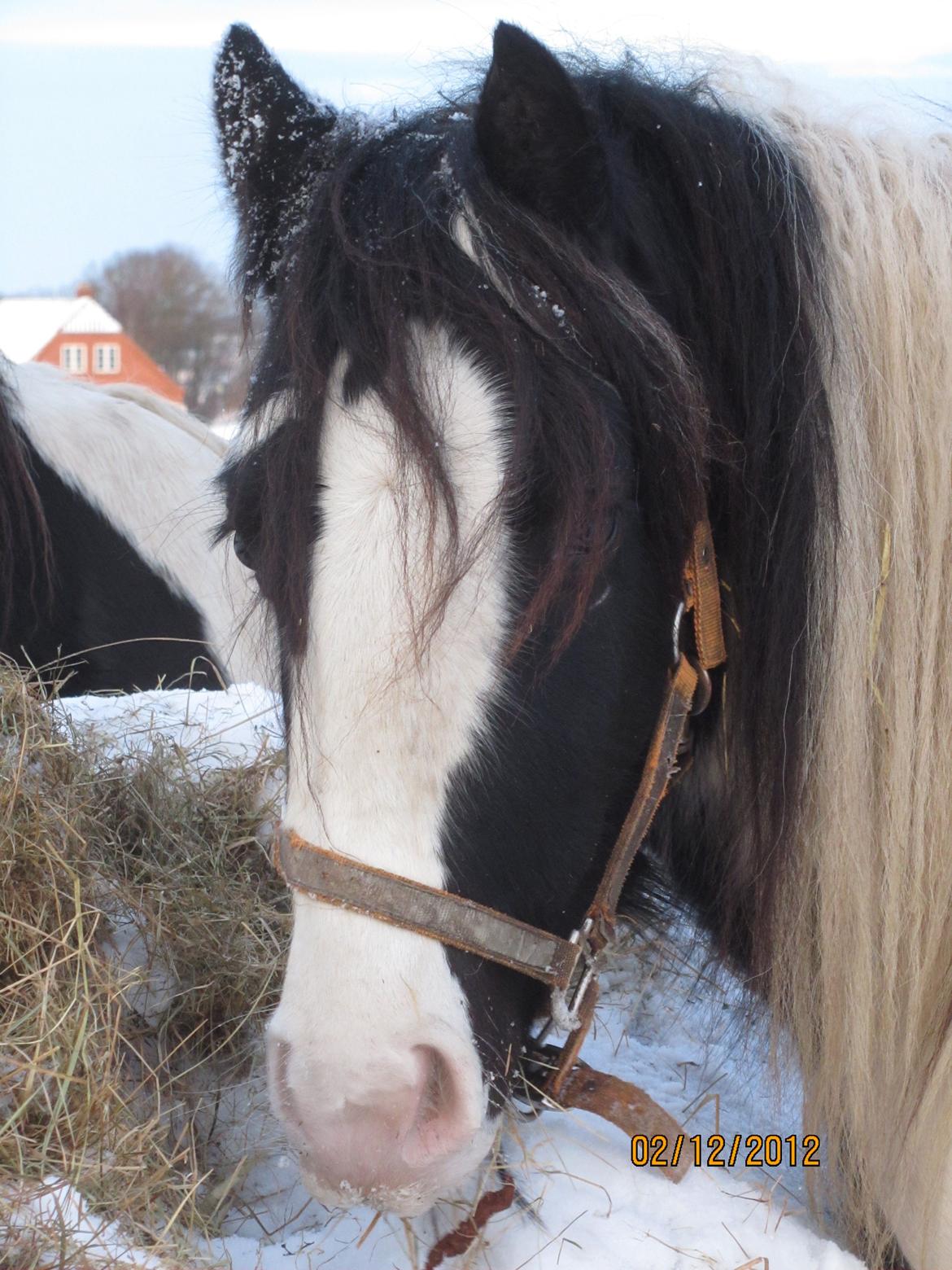 Mine smukke heste ude i sneen. 2 dec 2012 billede 17