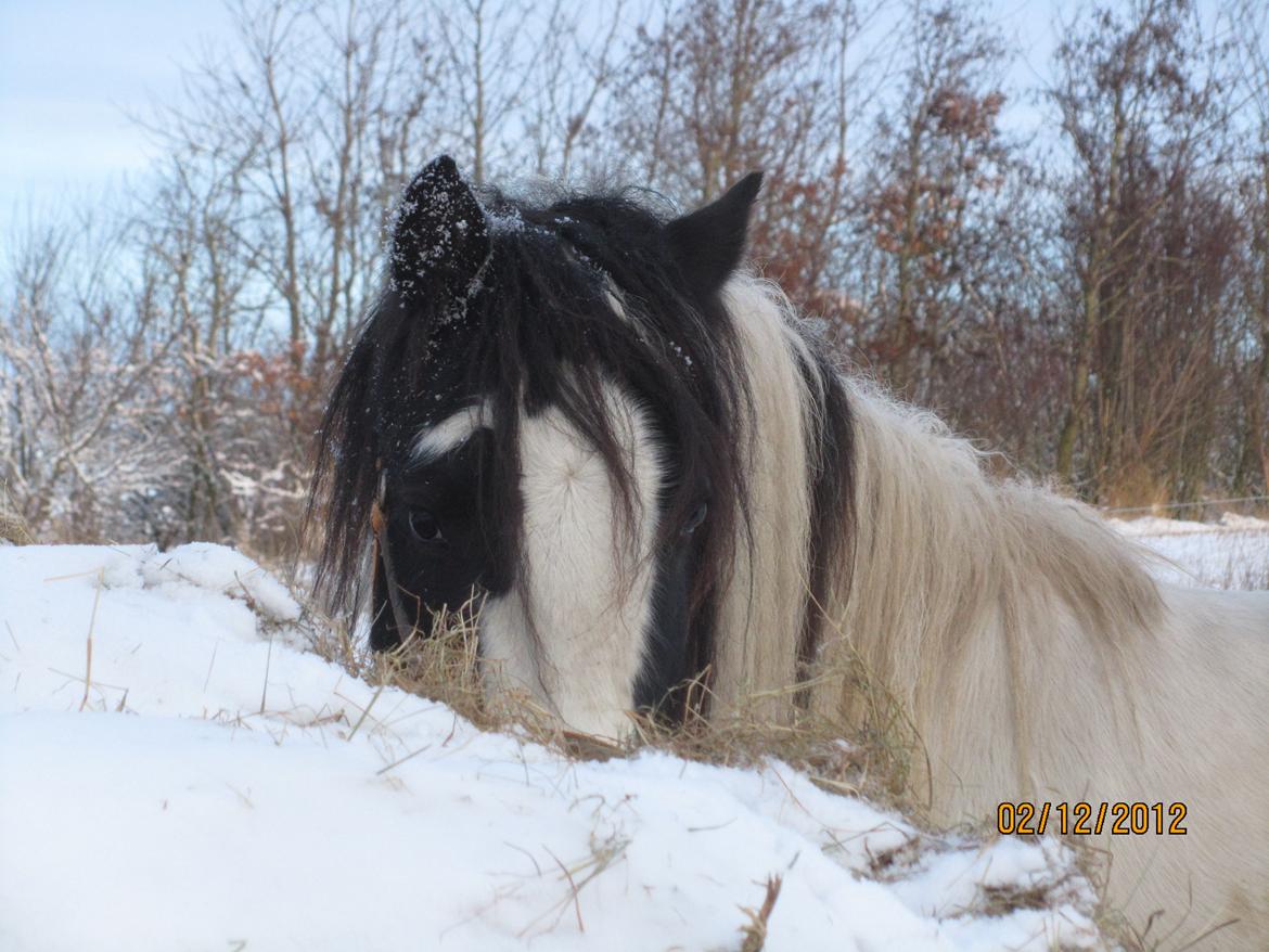 Mine smukke heste ude i sneen. 2 dec 2012 billede 18