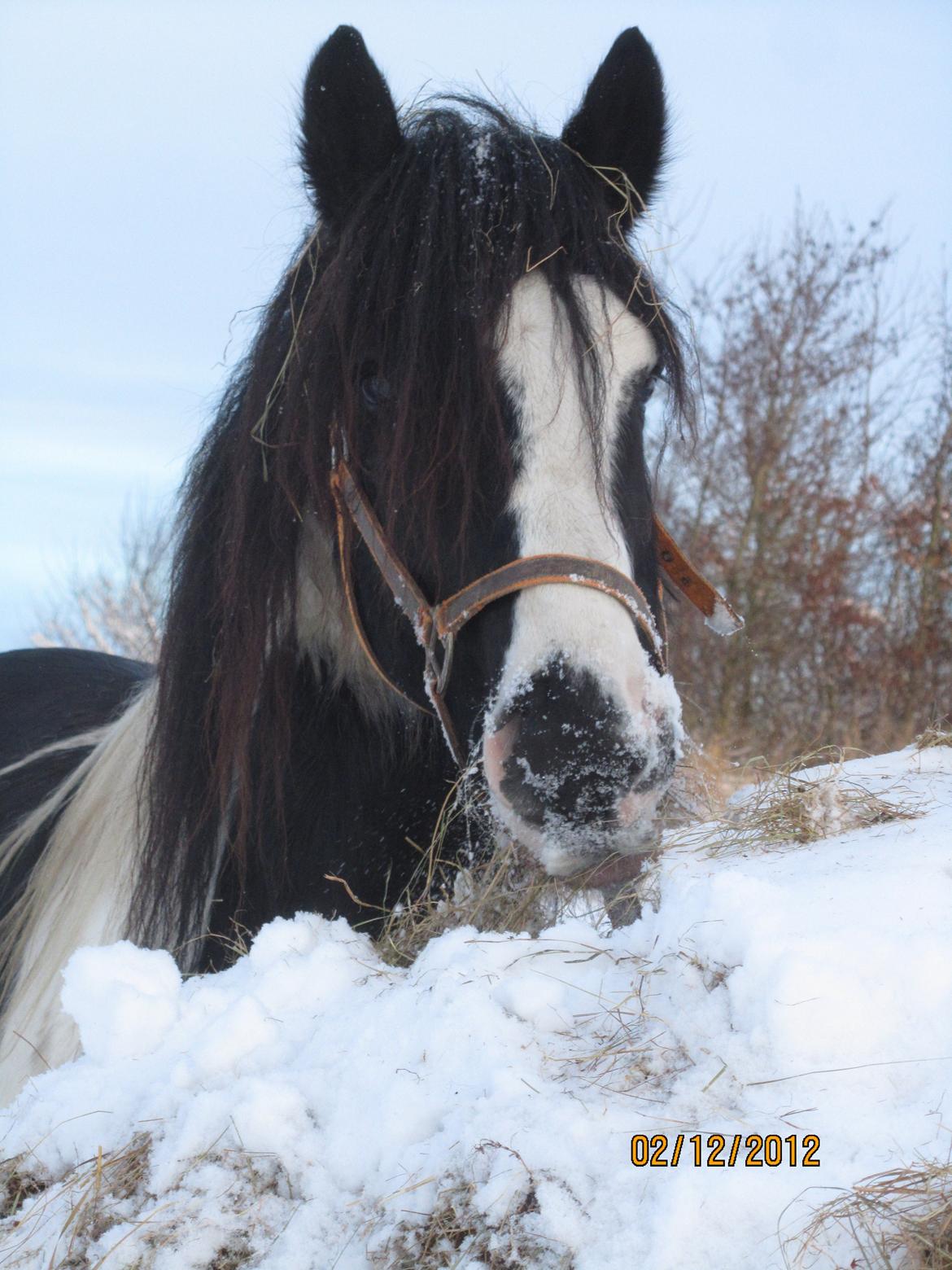 Mine smukke heste ude i sneen. 2 dec 2012 billede 19
