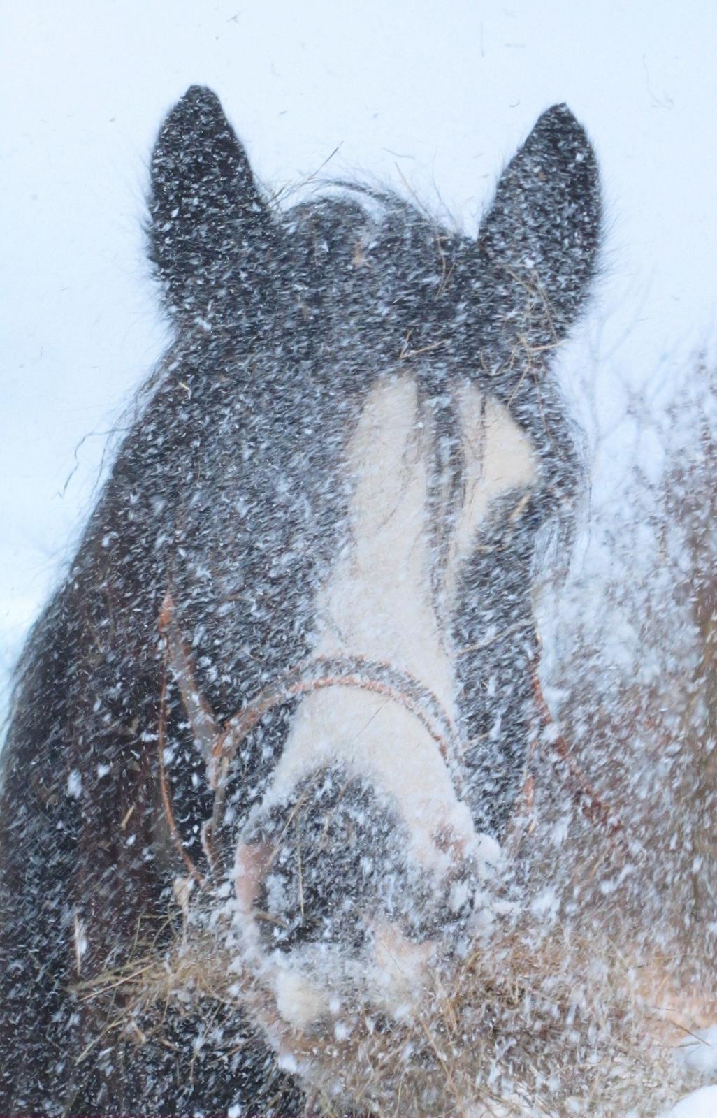Mine smukke heste ude i sneen. 2 dec 2012 billede 20