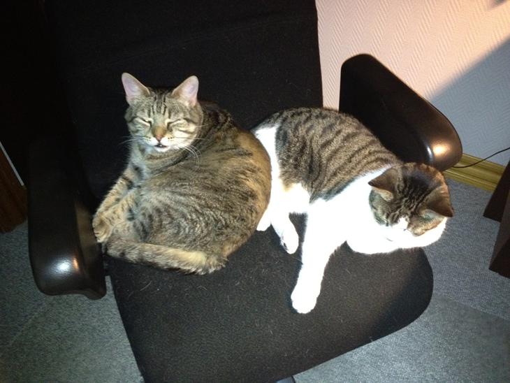 {{currentPhoto.altText}} billede {{currentPhoto.number}}