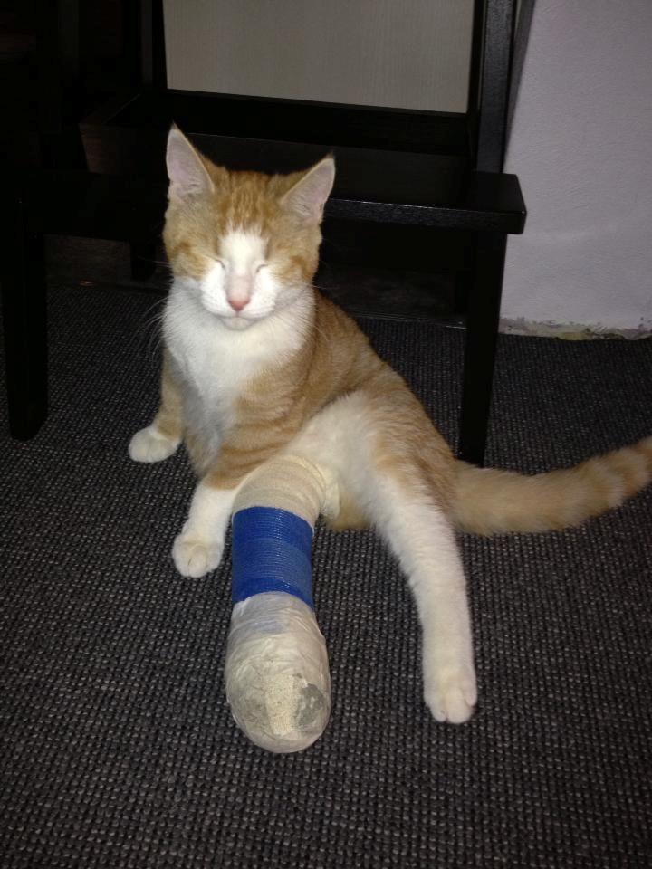 Triumferende sendt penge brækket benet - Diverse kat - Fotos fra Anne Mette S