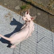 Two new girls in my cattery