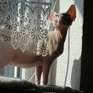 Two new girls in my cattery