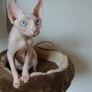 Two new girls in my cattery