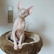 Two new girls in my cattery