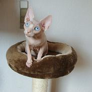 Two new girls in my cattery